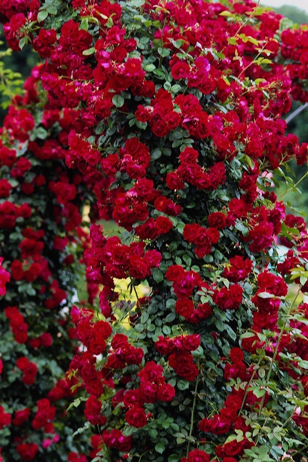 Beautiful Red Rose Flowers Free Download - Beautiful Pictures Of Rose Flowers Free Download - 1200x1800 Wallpaper Beautiful Red Rose Flowers Free Download - Beautiful Pictures Of Rose Flowers Free Download - 1200x1800 Wallpaper