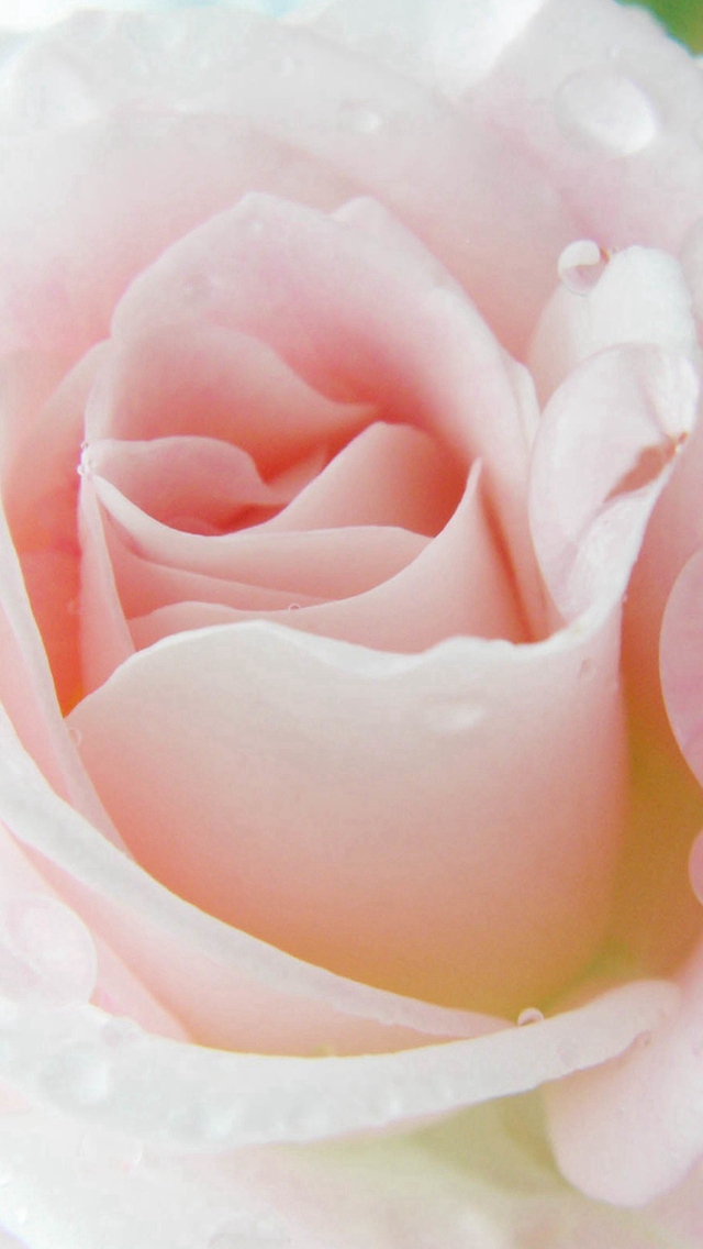 Bright Rose Beautiful Dew Macro Iphone Wallpaper - Beautiful Bright  Wallpapers For Iphone - 640x1136 Wallpaper 