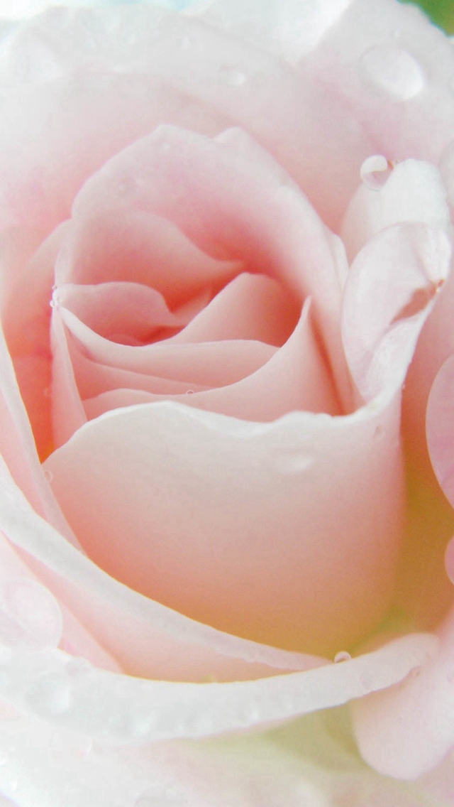 Bright Rose Beautiful Dew Macro Iphone Wallpaper - Beautiful Bright Wallpapers For Iphone - 640x1136 Wallpaper Bright Rose Beautiful Dew Macro Iphone Wallpaper - Beautiful Bright Wallpapers For Iphone - 640x1136 Wallpaper