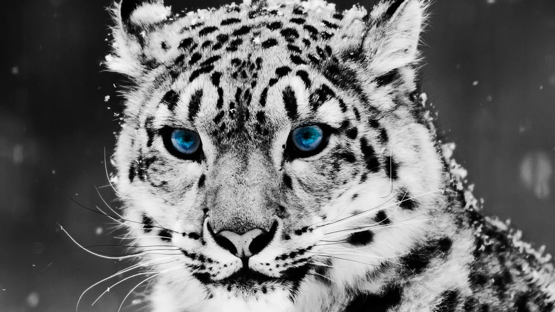 Download Animals Snow Leopard Wallpapers - Animal Backgrounds - HD Wallpaper 