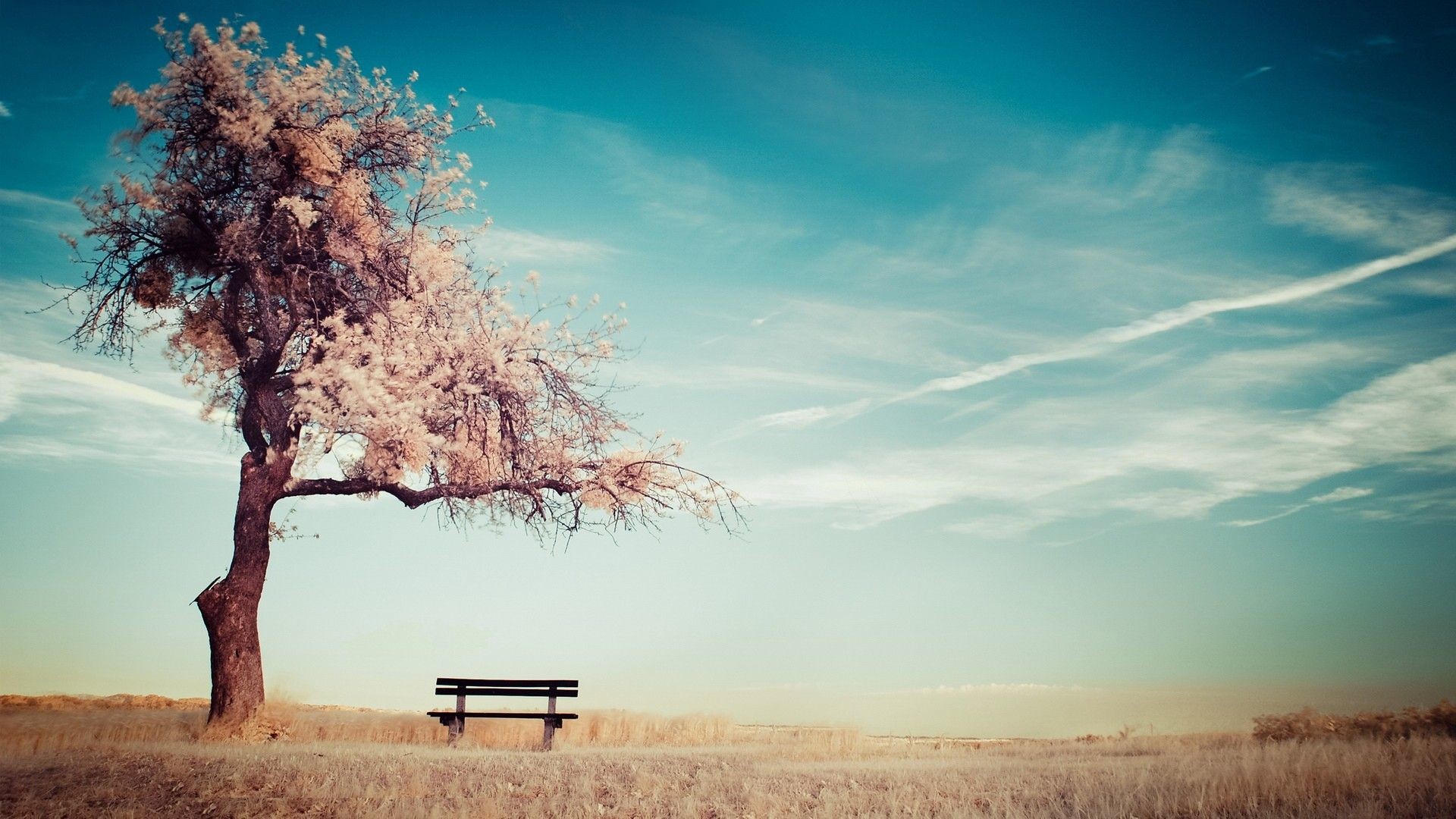 1920x1080, Cherry Blossoms By The Bench Hd Wallpaper - HD Wallpaper 