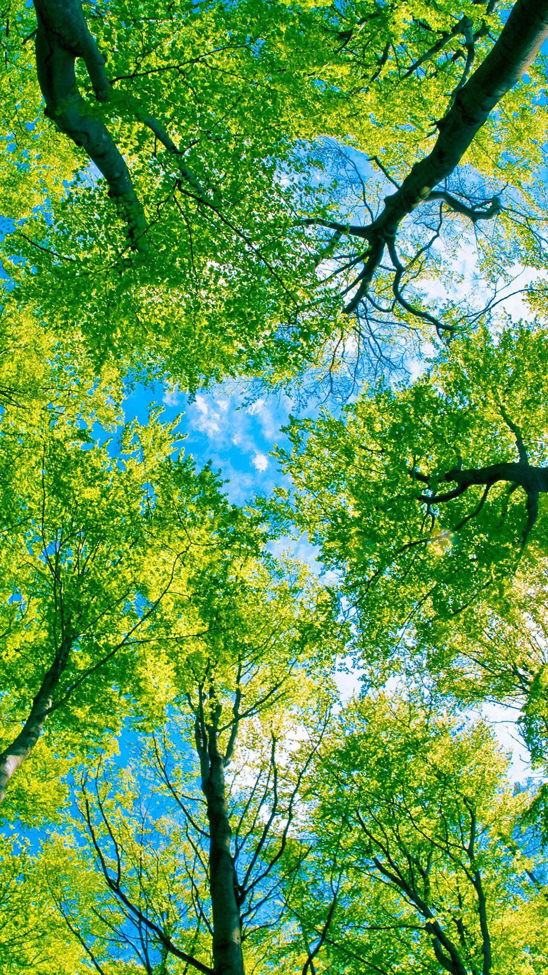 Under Green Trees Htc One Wallpaper - Iphone Trees Wallpaper Hd - HD Wallpaper 