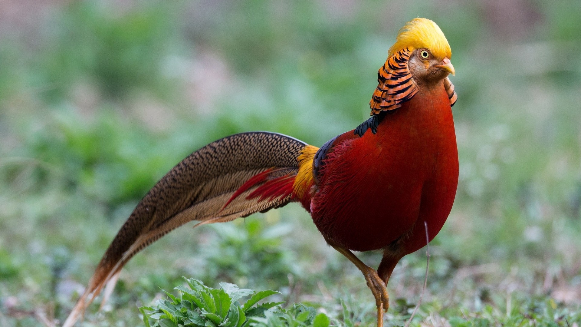 Wallpaper Golden Pheasant, Bird, Walk Full Hd 1080p - Hd Wallpapers 1080p Birds - HD Wallpaper 