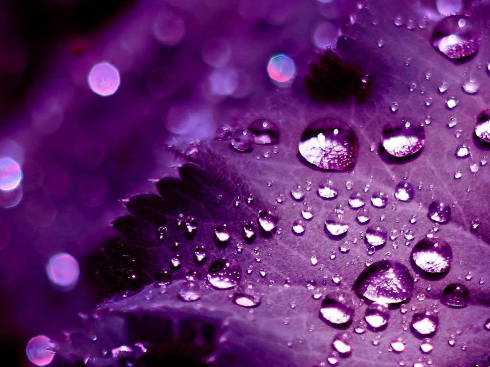 Hd Purple Wallpaper Image To Use As Background-9 - Cute Purple Backgrounds - HD Wallpaper 