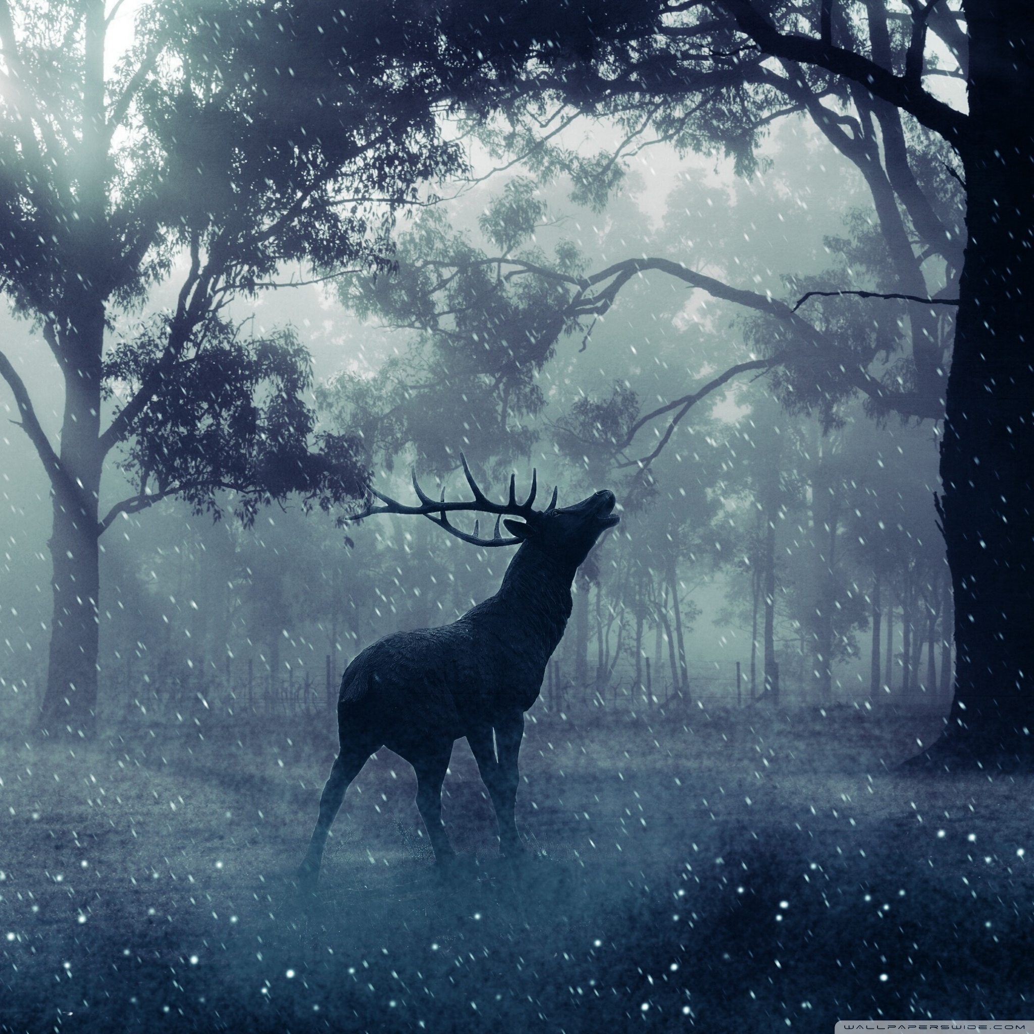 Fantasy Deer In The Forest - HD Wallpaper 