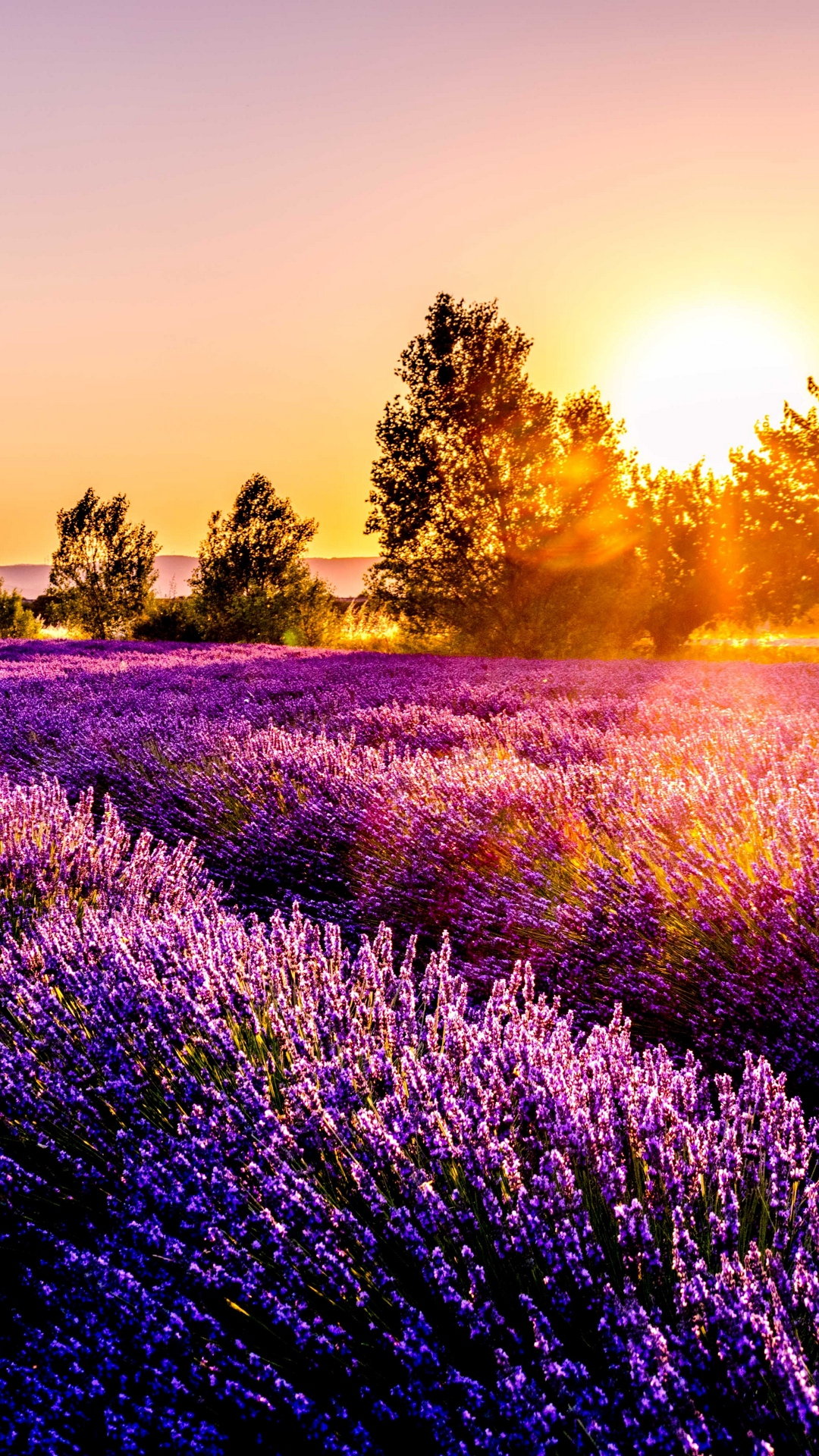 Field Flowers Sunset Drome France Wallpaper - Sunset Wallpaper Iphone Xr - HD Wallpaper 