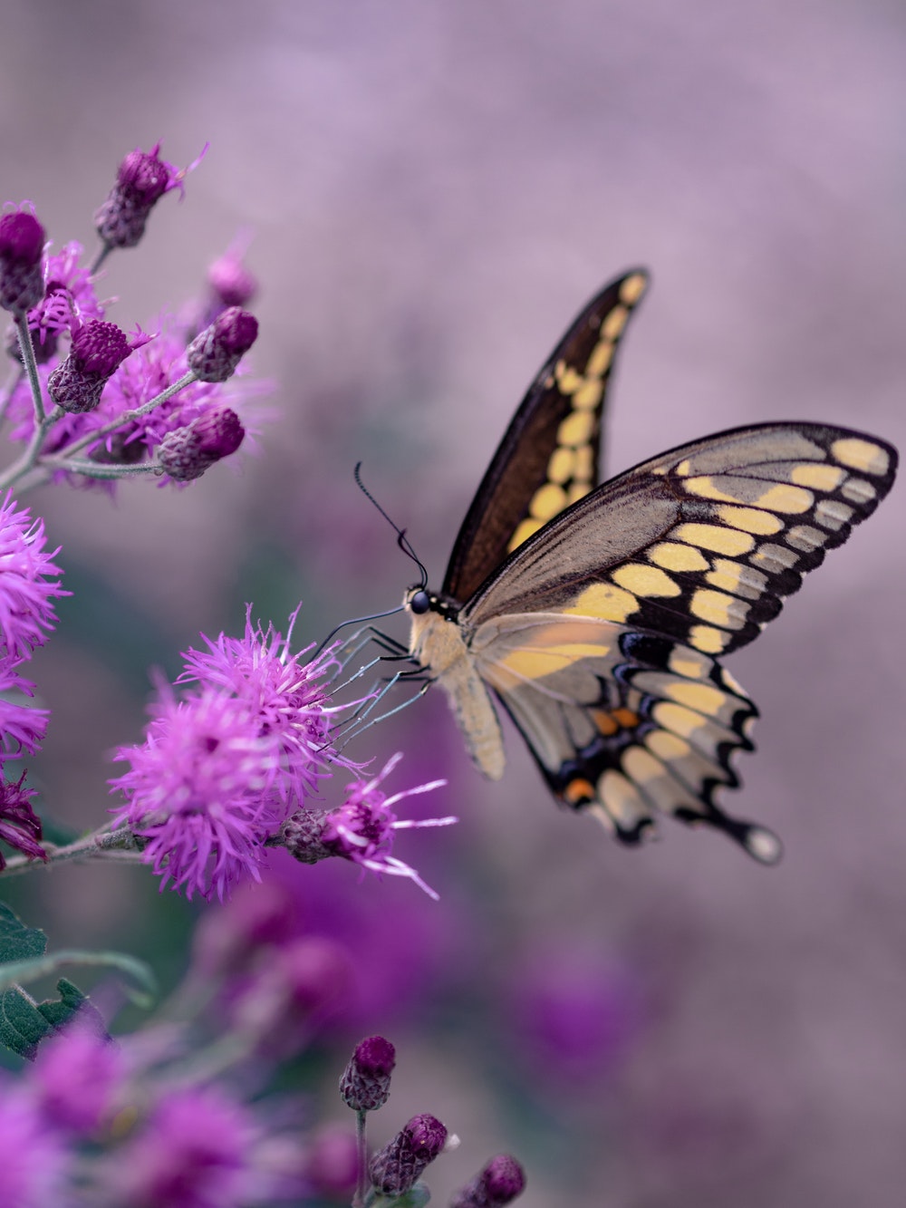 Beautiful Butterfly Photography - HD Wallpaper 