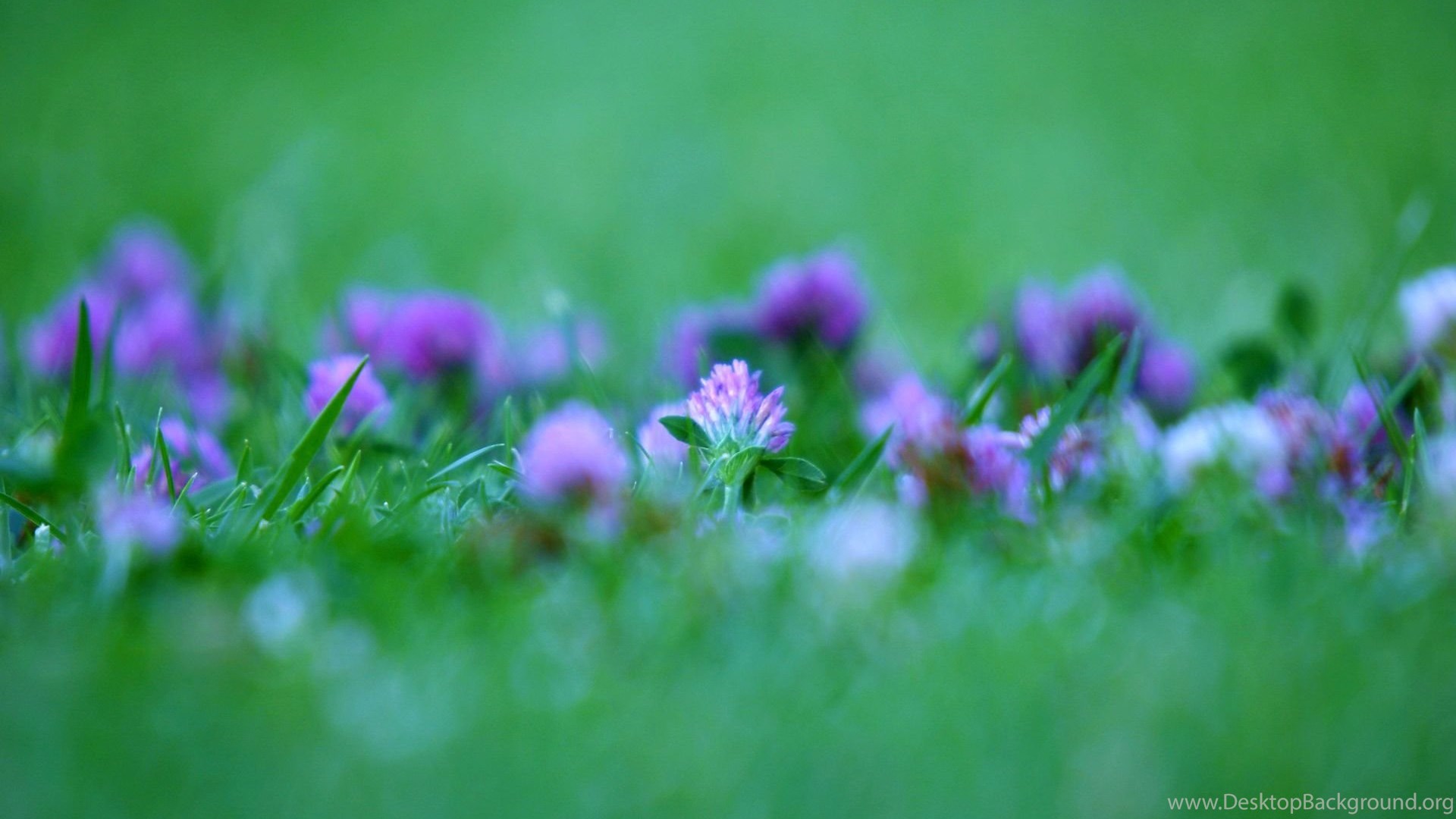 Wallpapers Download For Mobile Free Hd For Mobile Free - Green Purple Flower Hd - HD Wallpaper 