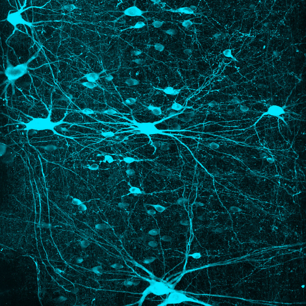Brain Neurons - HD Wallpaper 