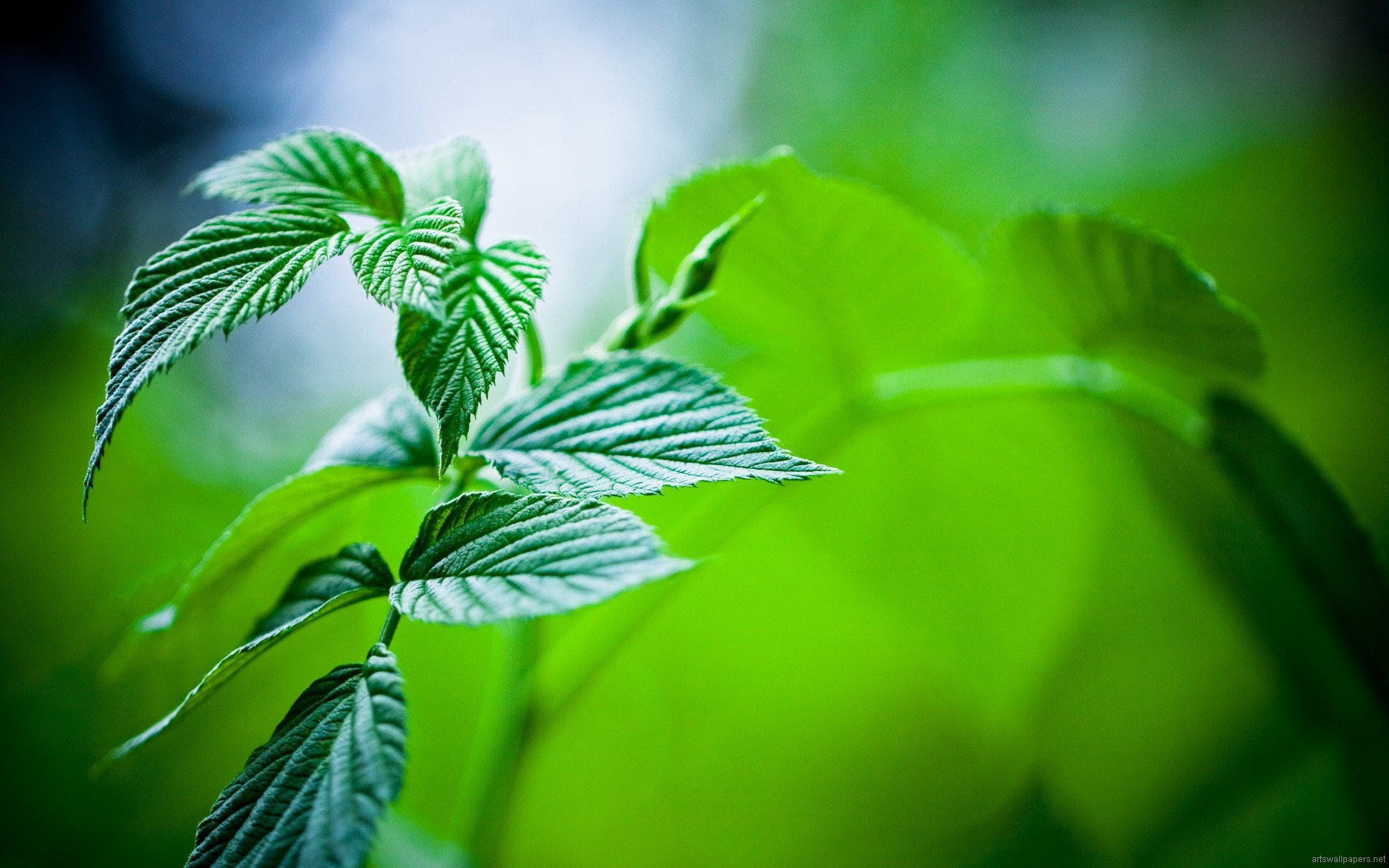 Nature Hd Wallpapers, Widescreen, Full Hd 1080p, Nature - 1080p Wallpaper Full Hd - 1920x1200 Wallpaper Nature Hd Wallpapers, Widescreen, Full Hd 1080p, Nature - 1080p Wallpaper Full Hd - 1920x1200 Wallpaper