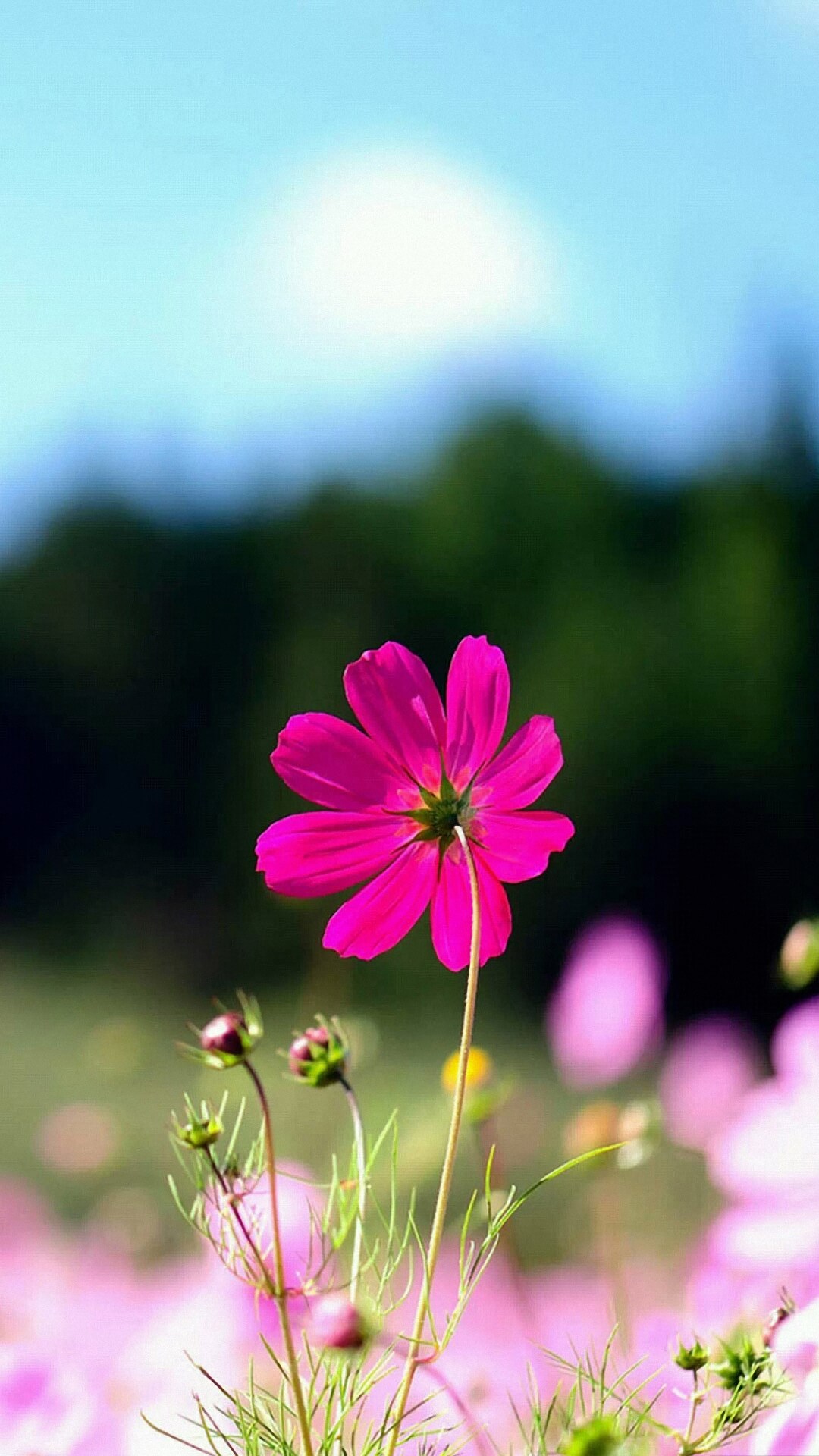 Flower Wallpaper Portrait Hd - 1080x1920 Wallpaper Flower Wallpaper Portrait Hd - 1080x1920 Wallpaper