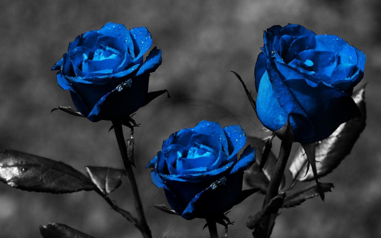 Blue Rose Wallpaper For Desktop 9 Cool Hd Wallpaper - Blue Rose Hd Wallpaper Download - HD Wallpaper 