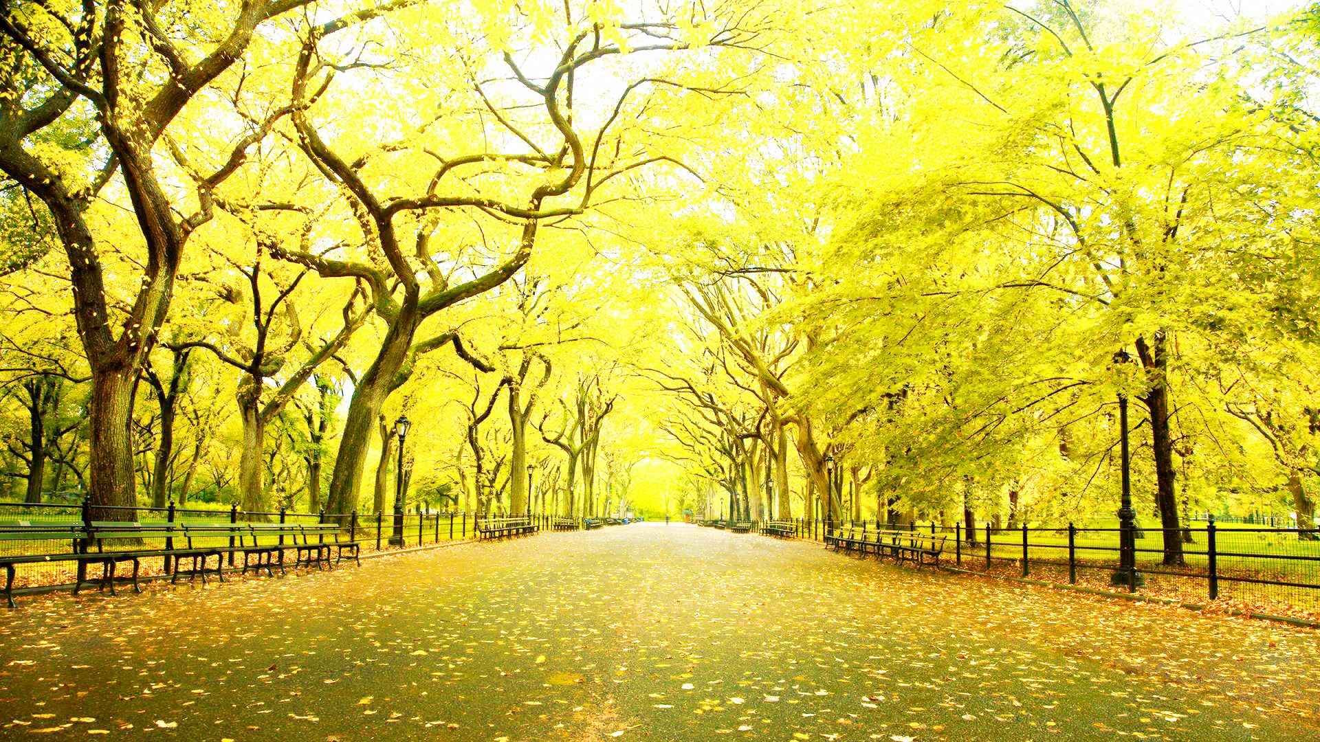 Wallpaper Hd 1080p Free Download - New York Central Park Autumn - HD Wallpaper 