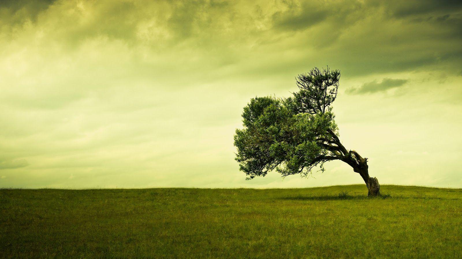 Laptop Hd Wallpapers - Old Tree - HD Wallpaper 