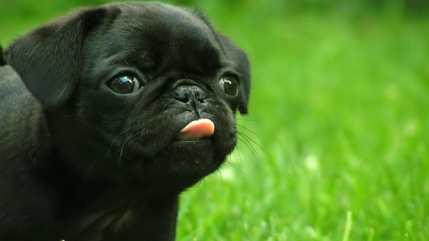 Wallpapers For Laptop Wallpapers Hd D - Black Pug Sticking Tongue Out - HD Wallpaper 