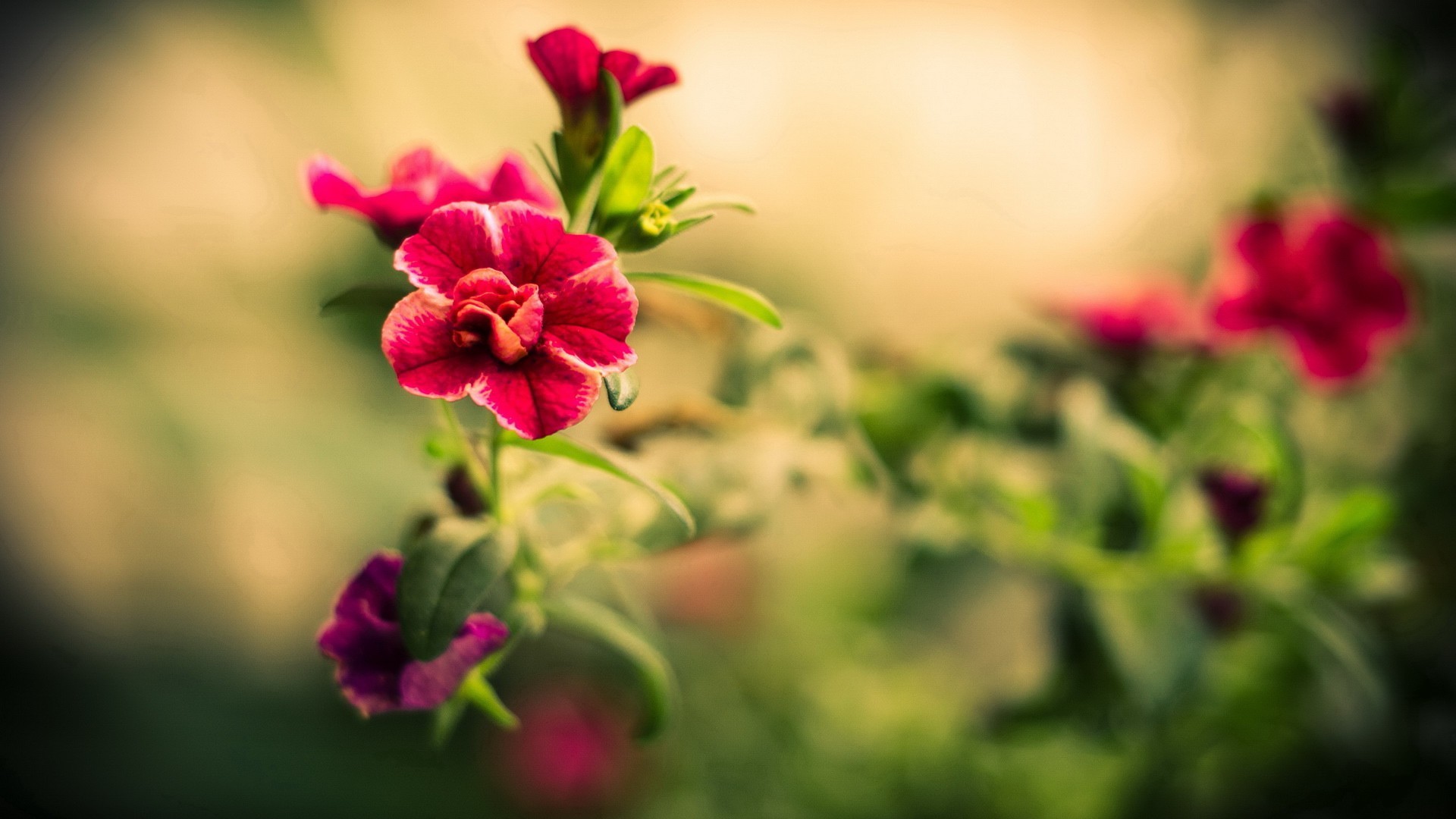 High Resolution Beautiful Flower Background Hd - HD Wallpaper 