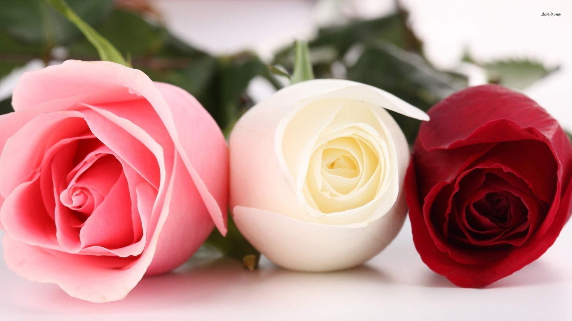 Lovely Wallpaper - Pink White Red Roses - HD Wallpaper 