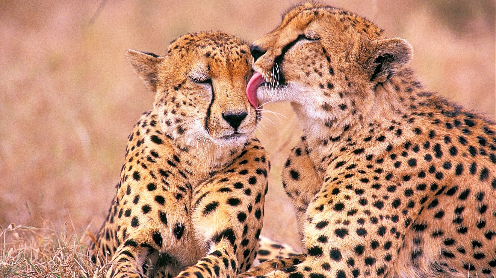 Cheetah Kruger National Park - HD Wallpaper 