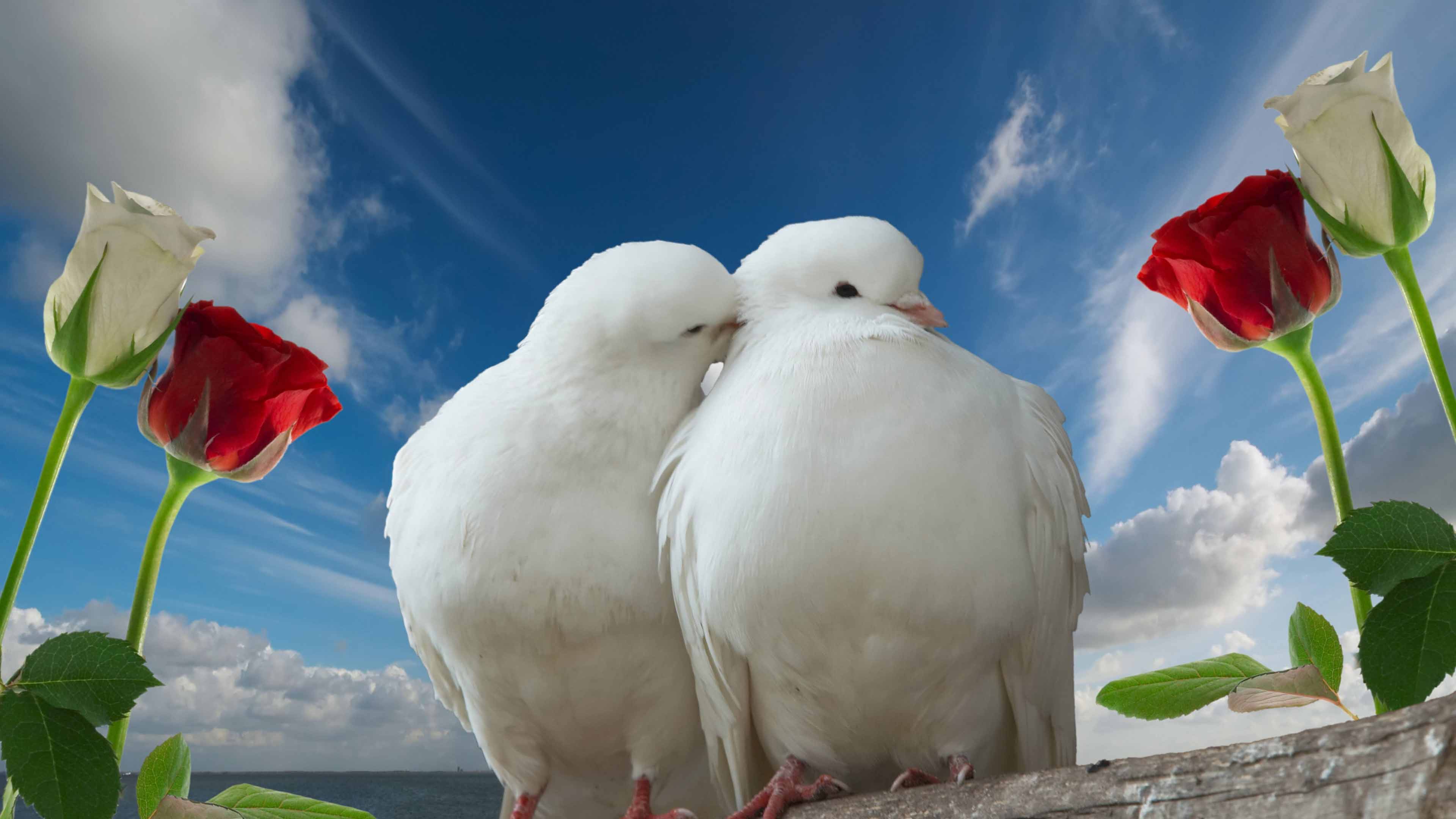 Wallpaper Doves, Couple, Rose, Sky, Love - Love Wallpaper Hd Rose - HD Wallpaper 