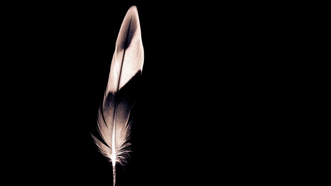 Download Wallpaper Black And White Feather - Feather Wallpaper Hd - HD Wallpaper 