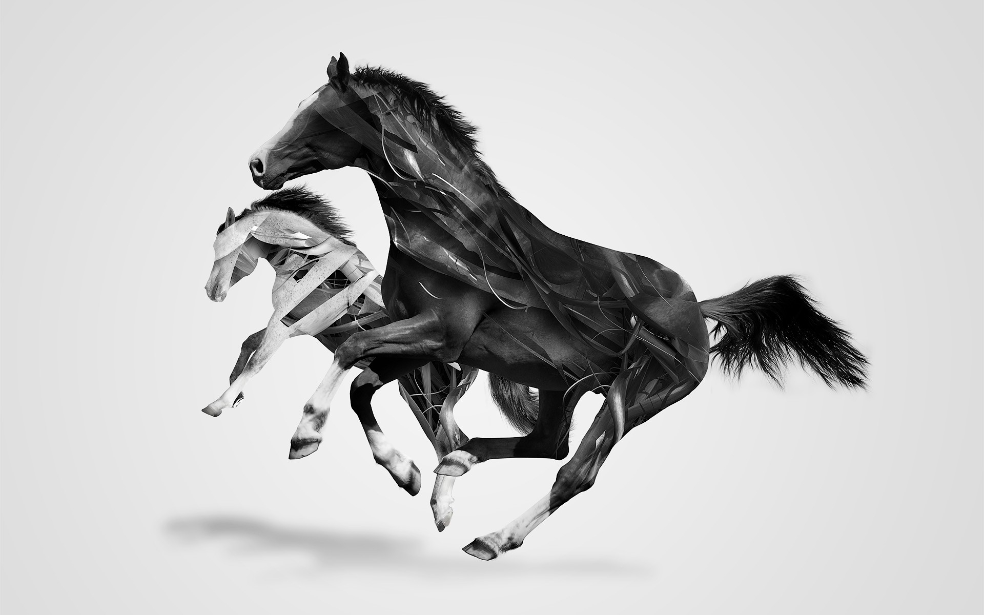 Iphone 5s Wallpaper Horse - HD Wallpaper 