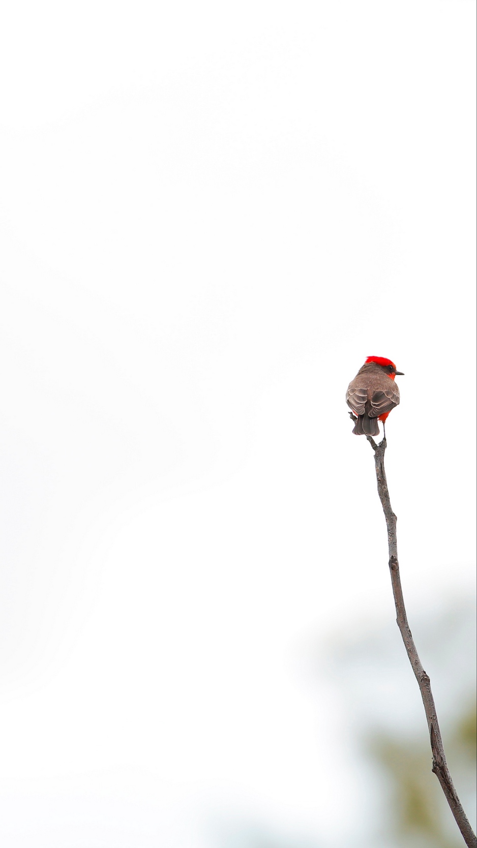 Wallpaper Bird, Branch, Minimalism, White - Twig - HD Wallpaper 