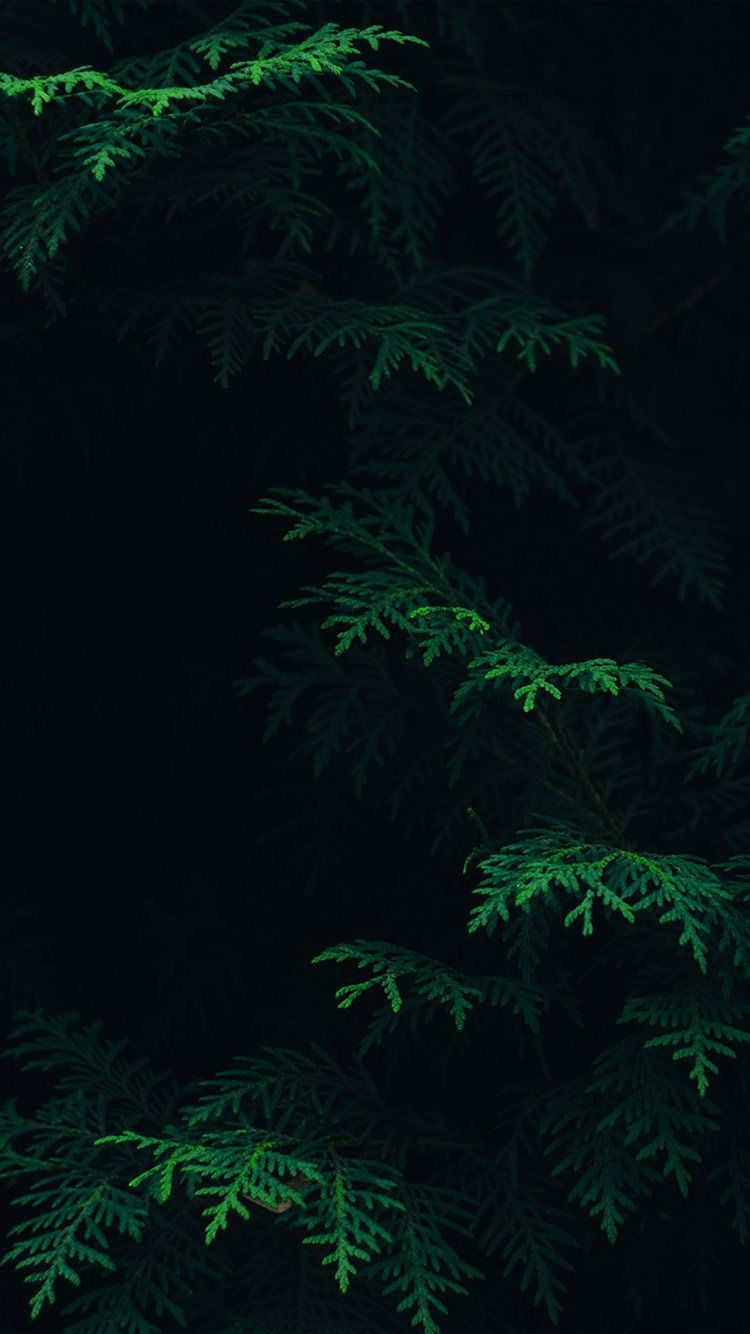 Nature Dark Background Hd - HD Wallpaper 