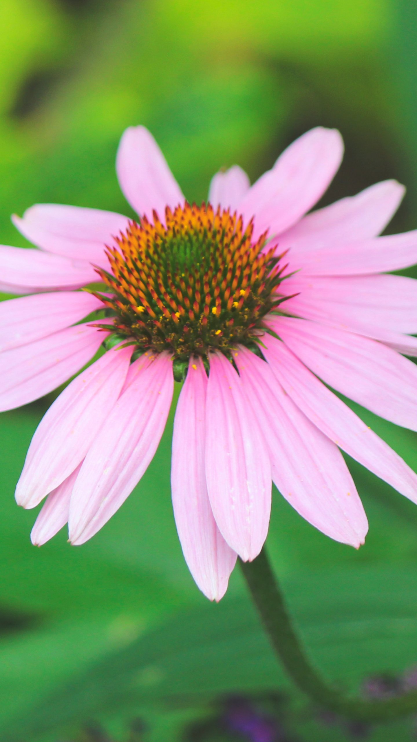 Iphone Backgrounds Pink Flowered - HD Wallpaper 