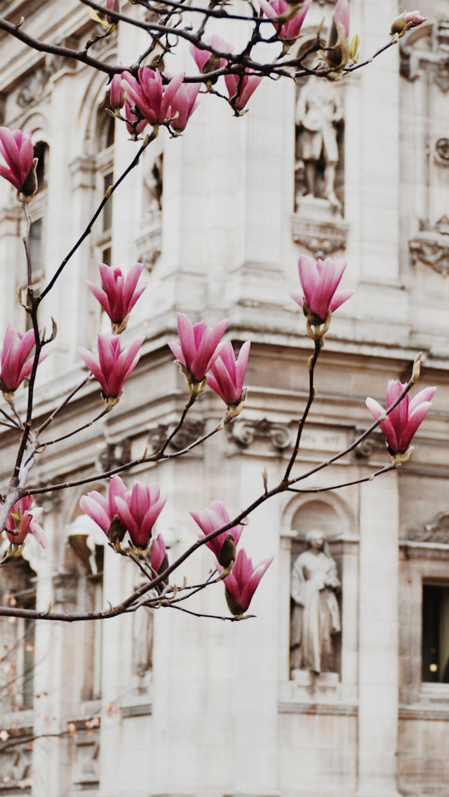 Paris In Bloom Wallpapers - Обои На Айфон 5 Весна - HD Wallpaper 