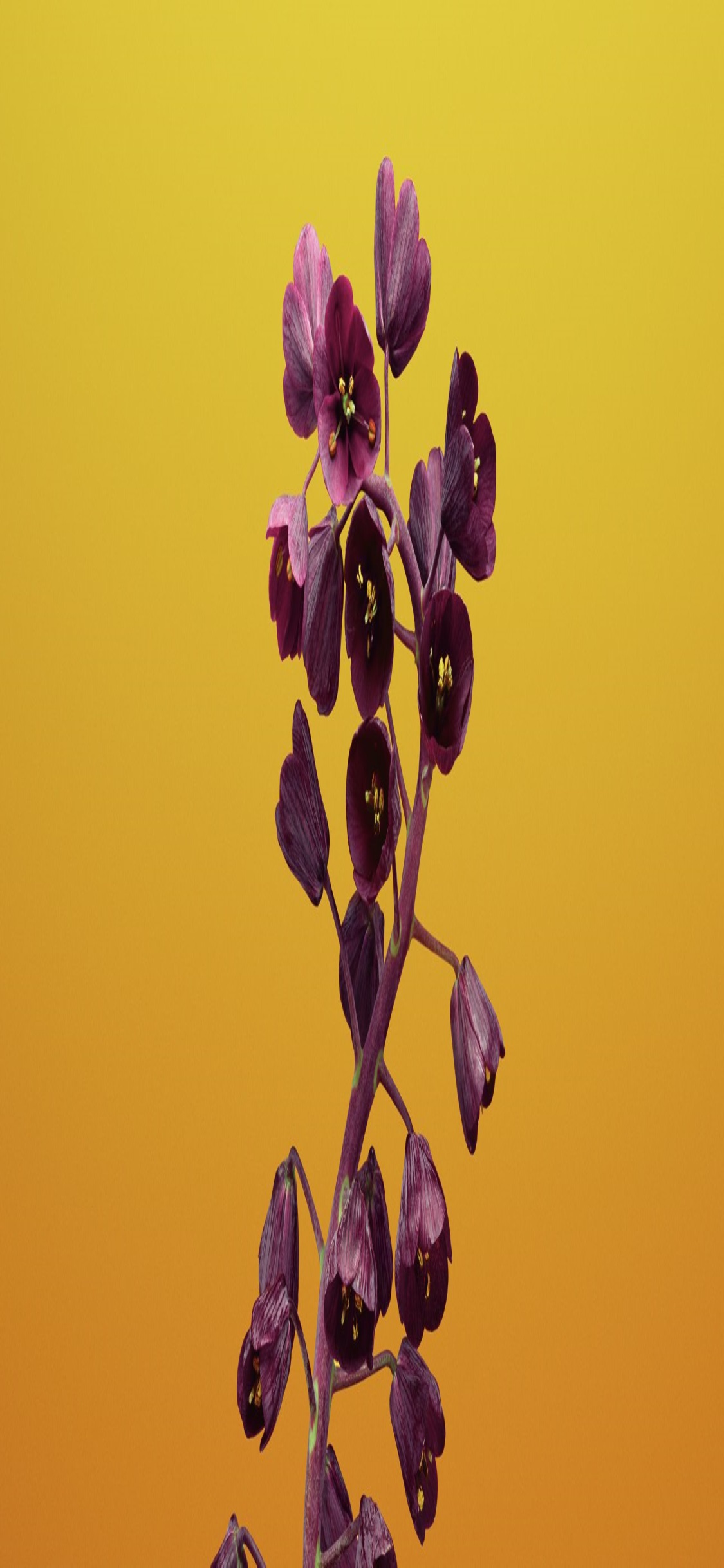 Flower Wallpaper For Iphone - Moth Orchid - HD Wallpaper 
