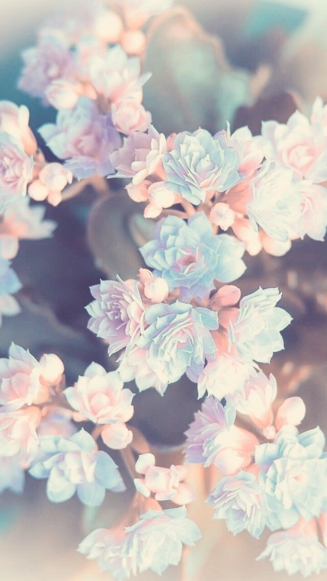 Flower Wallpapers For Iphone - HD Wallpaper 