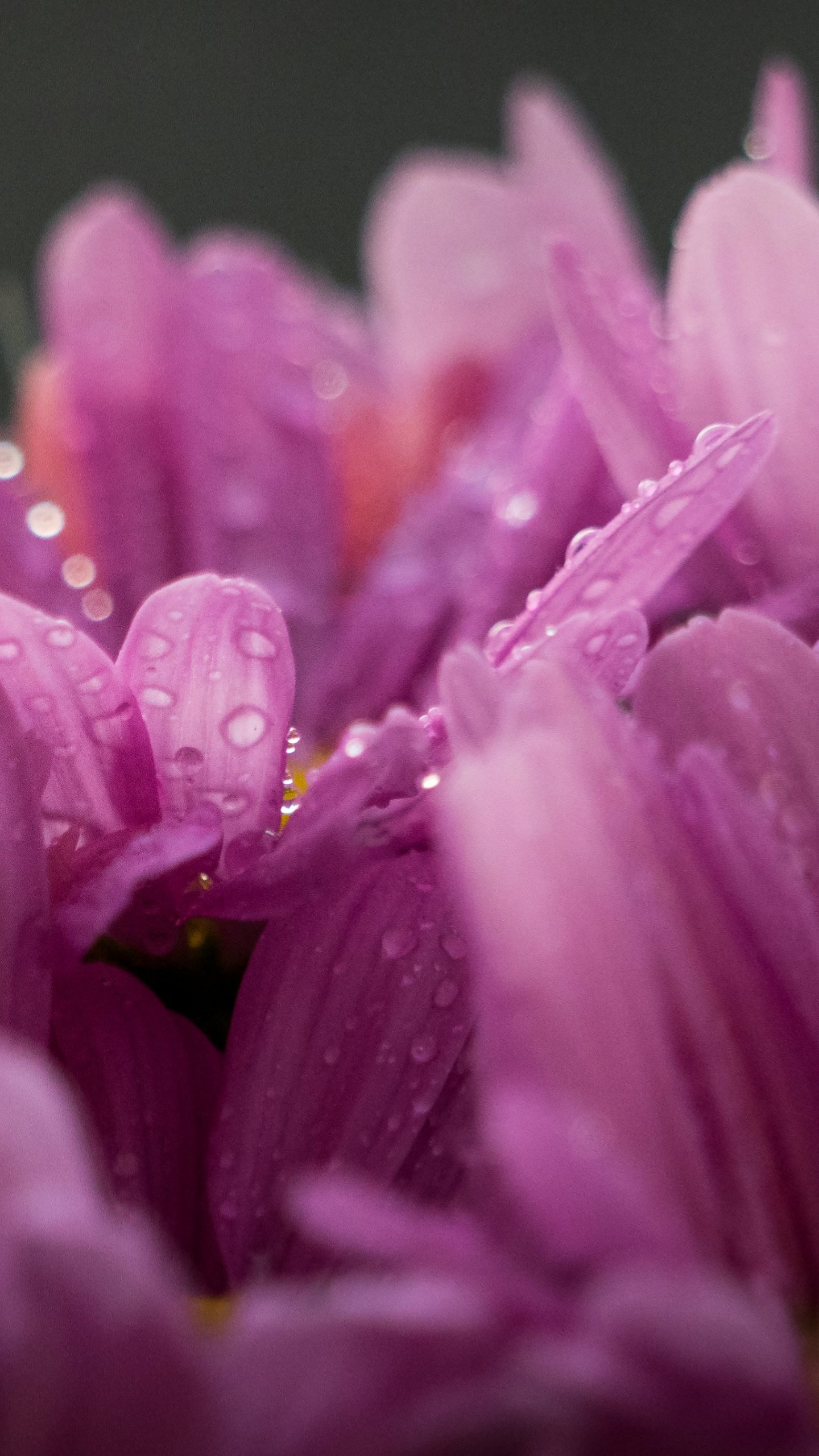 Pink Flowers Wallpaper Iphone Android Amp Desktop Backgrounds - Flowers With Rain Drops - HD Wallpaper 