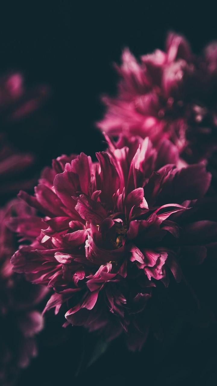 Flowers - HD Wallpaper 