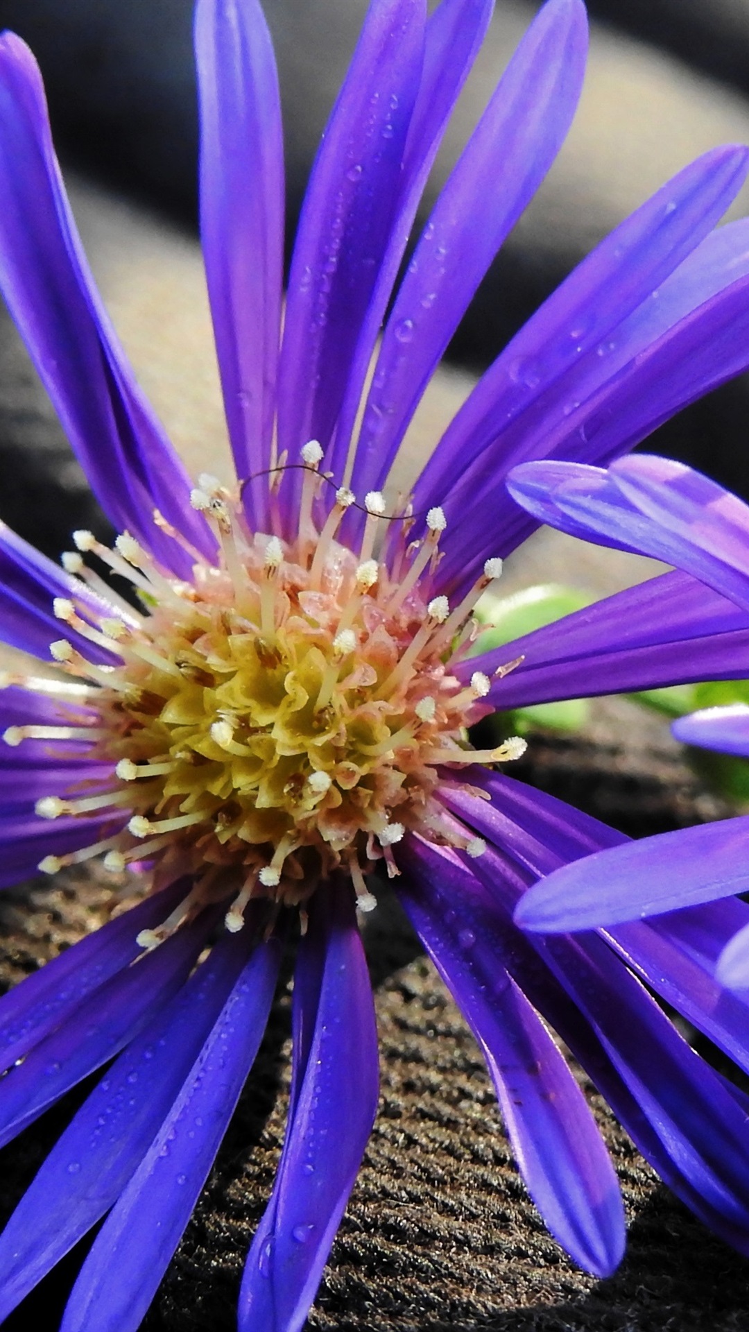 Iphone Wallpaper Two Purple Flowers, Petals, Pistil - Pistilos De Flores  Moradas - 1080x1920 Wallpaper 