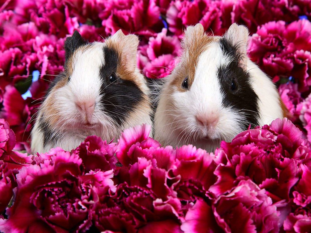 Guinea Pigs Wallpaper Iphone - HD Wallpaper 