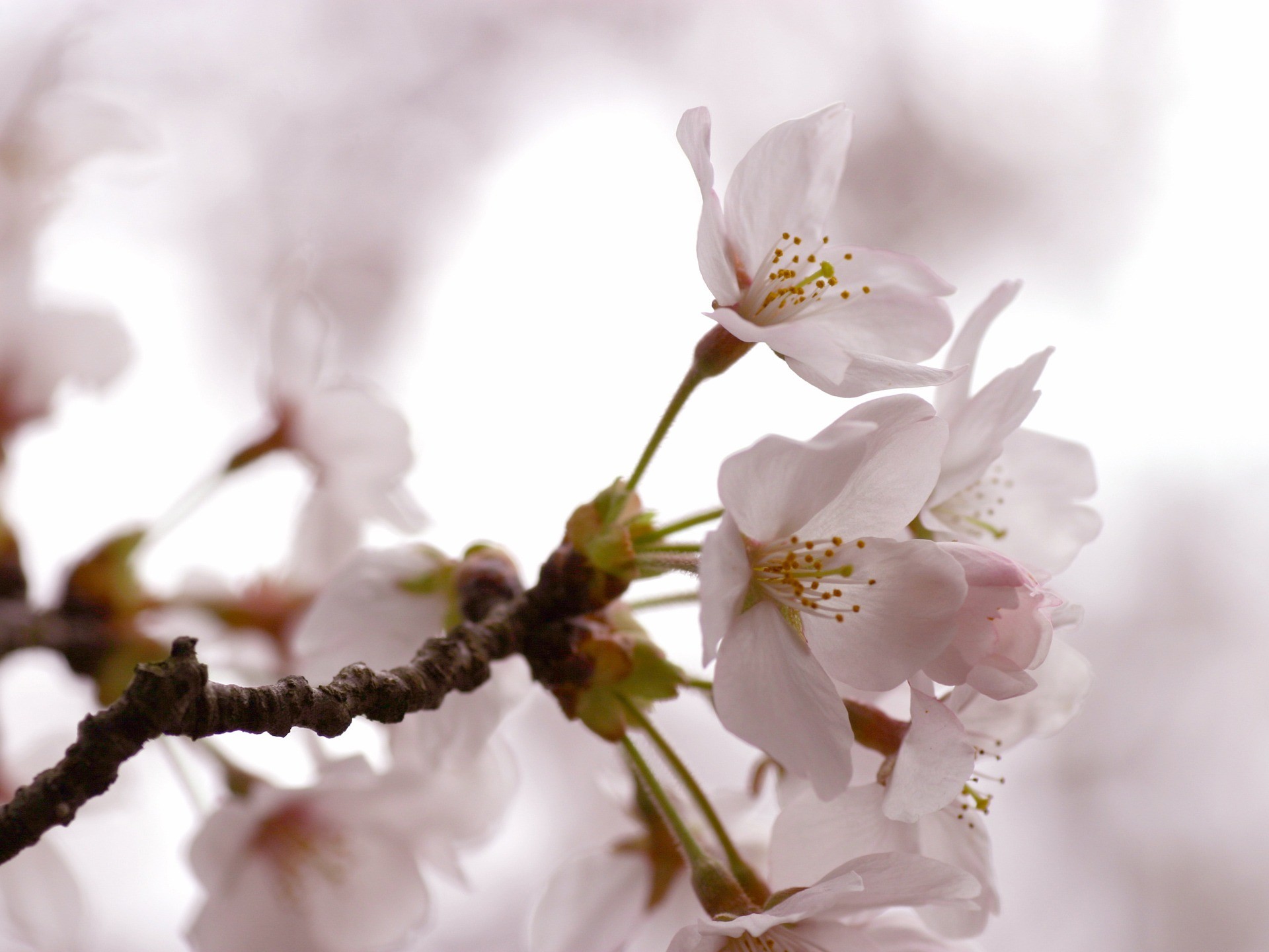 1920x1440, Cherry Flowers Wallpaper Spring Nature 
 - David A Jones And Sons Landscaping - HD Wallpaper 