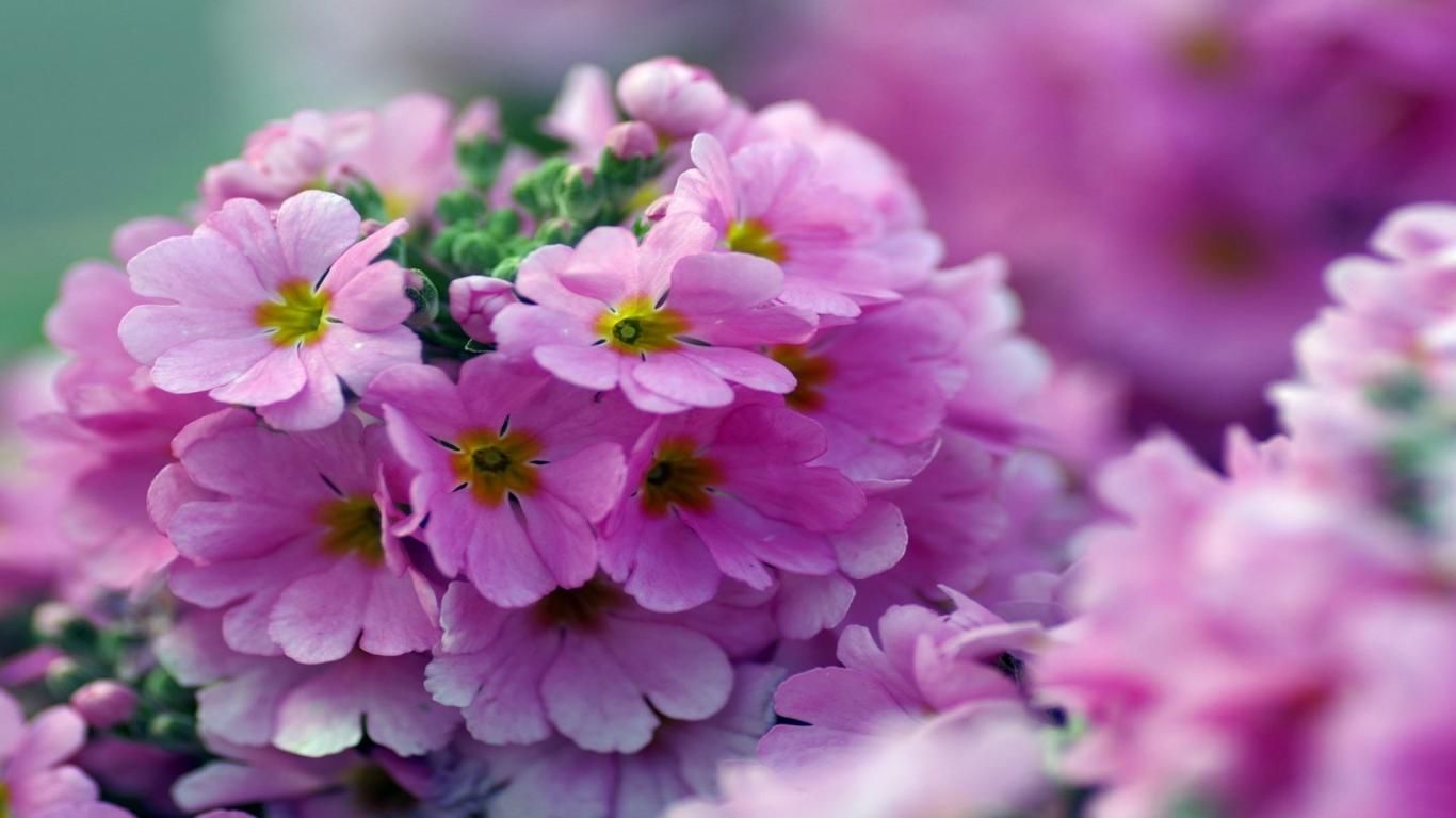 Most Beautiful Flowers Free Download - HD Wallpaper 