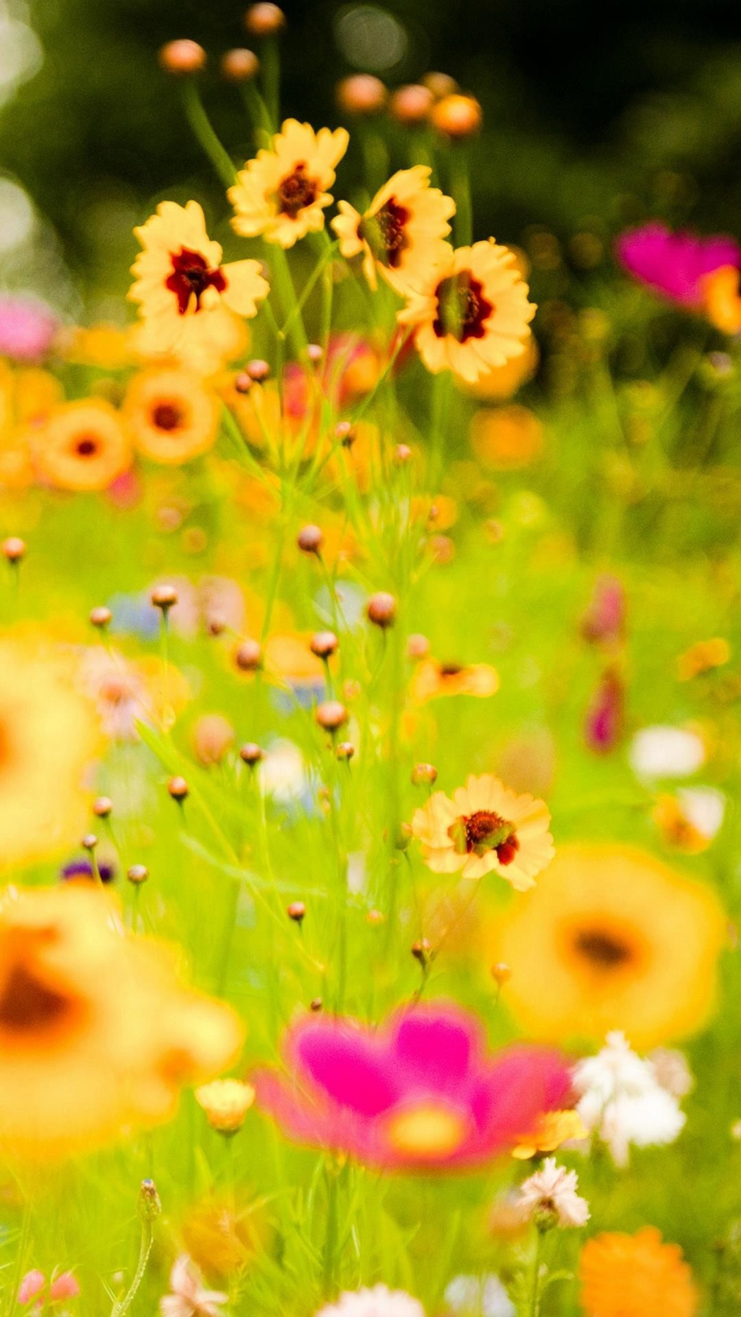 Nature Flower - Samsung J5 Wallpaper Flowers - 1080x1920 Wallpaper -  