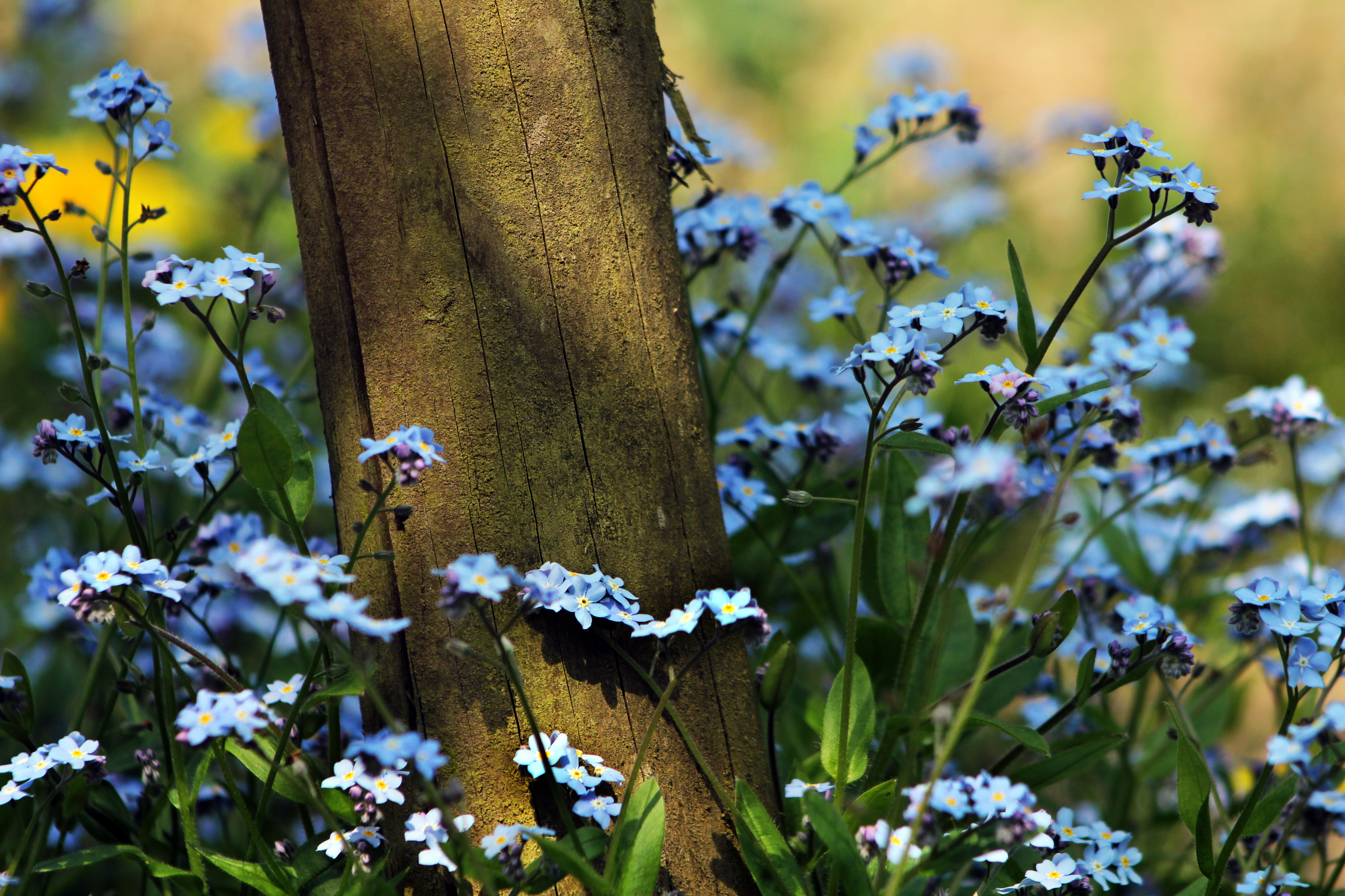 Wallpaper Log, Sineglazki, Nature, Flowers - Forget Me Not Flower Hd - HD Wallpaper 