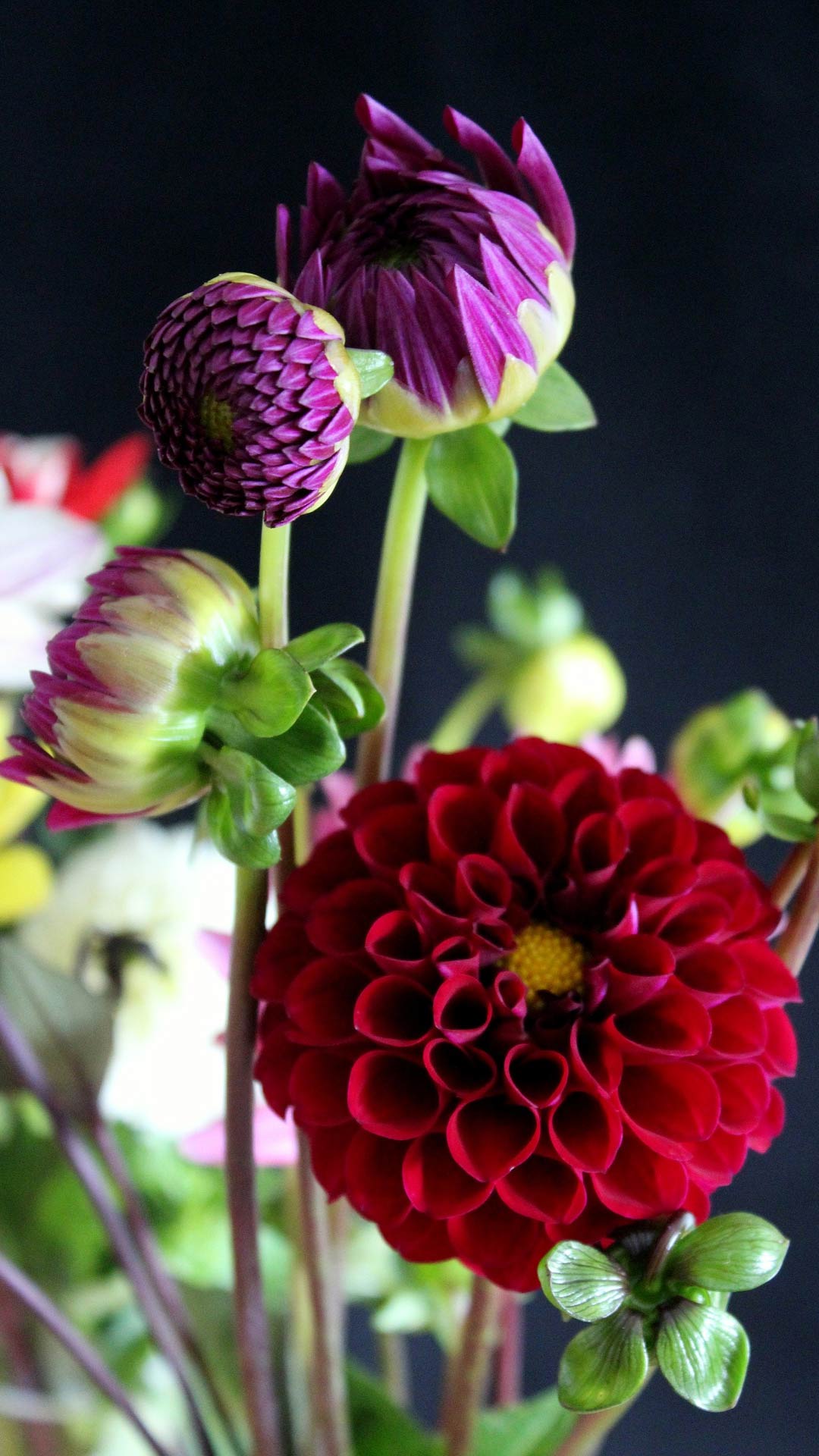 Dália Asztaldísz - HD Wallpaper 