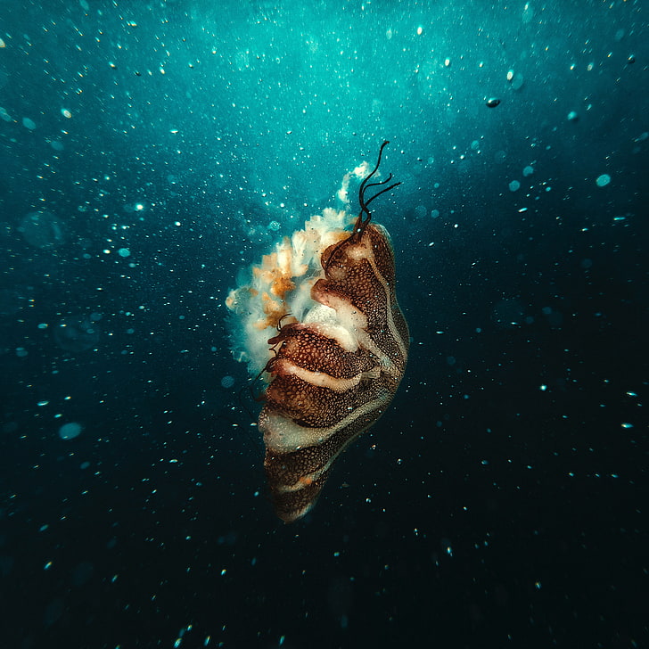 Jellyfish, Underwater World, Under Water, Bubbles, - Background Iphone Underwater - HD Wallpaper 