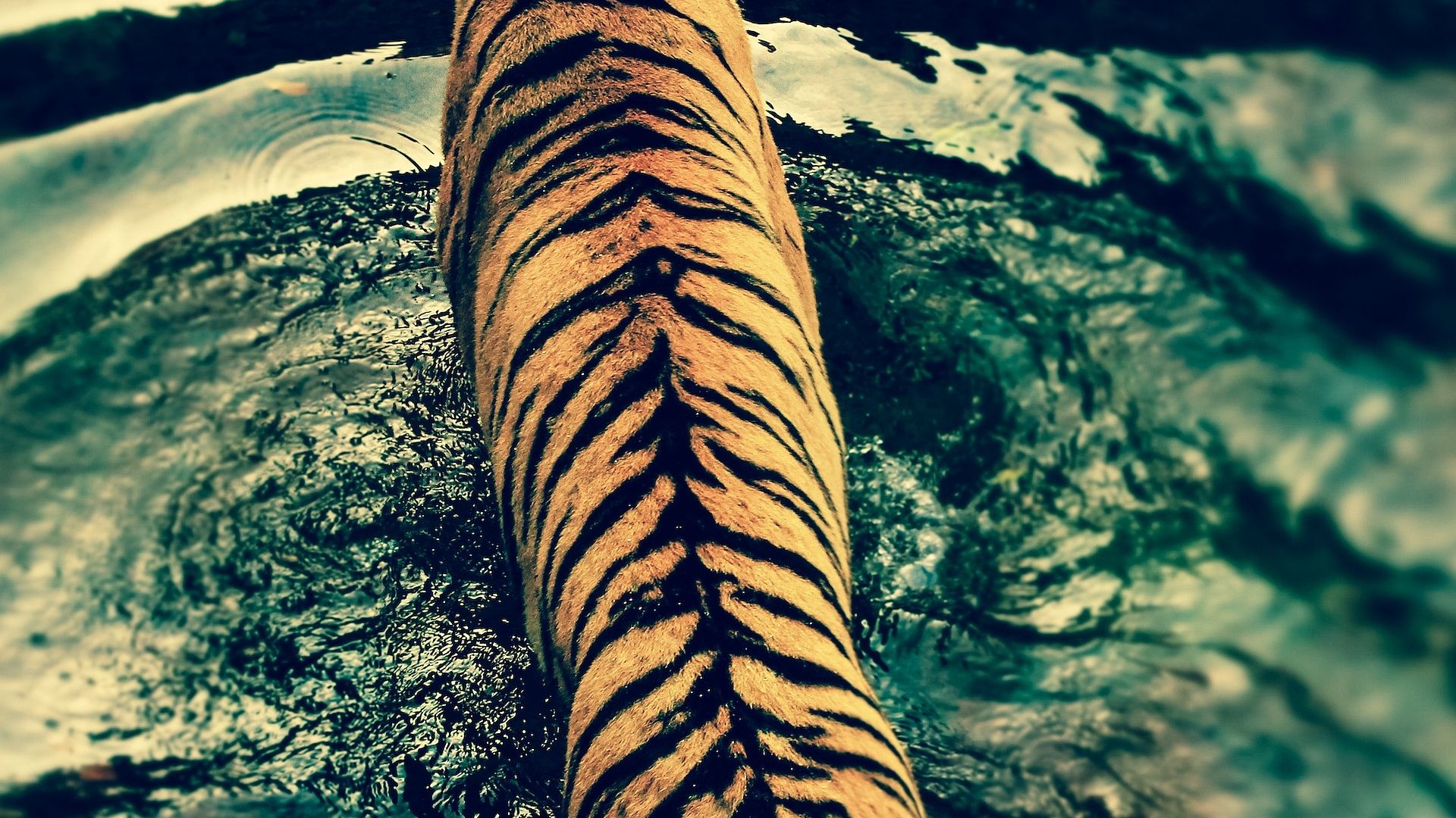 Hdr Tiger Walking On Water Hd Wallpaper - Tiger Walking Through Water - HD Wallpaper 
