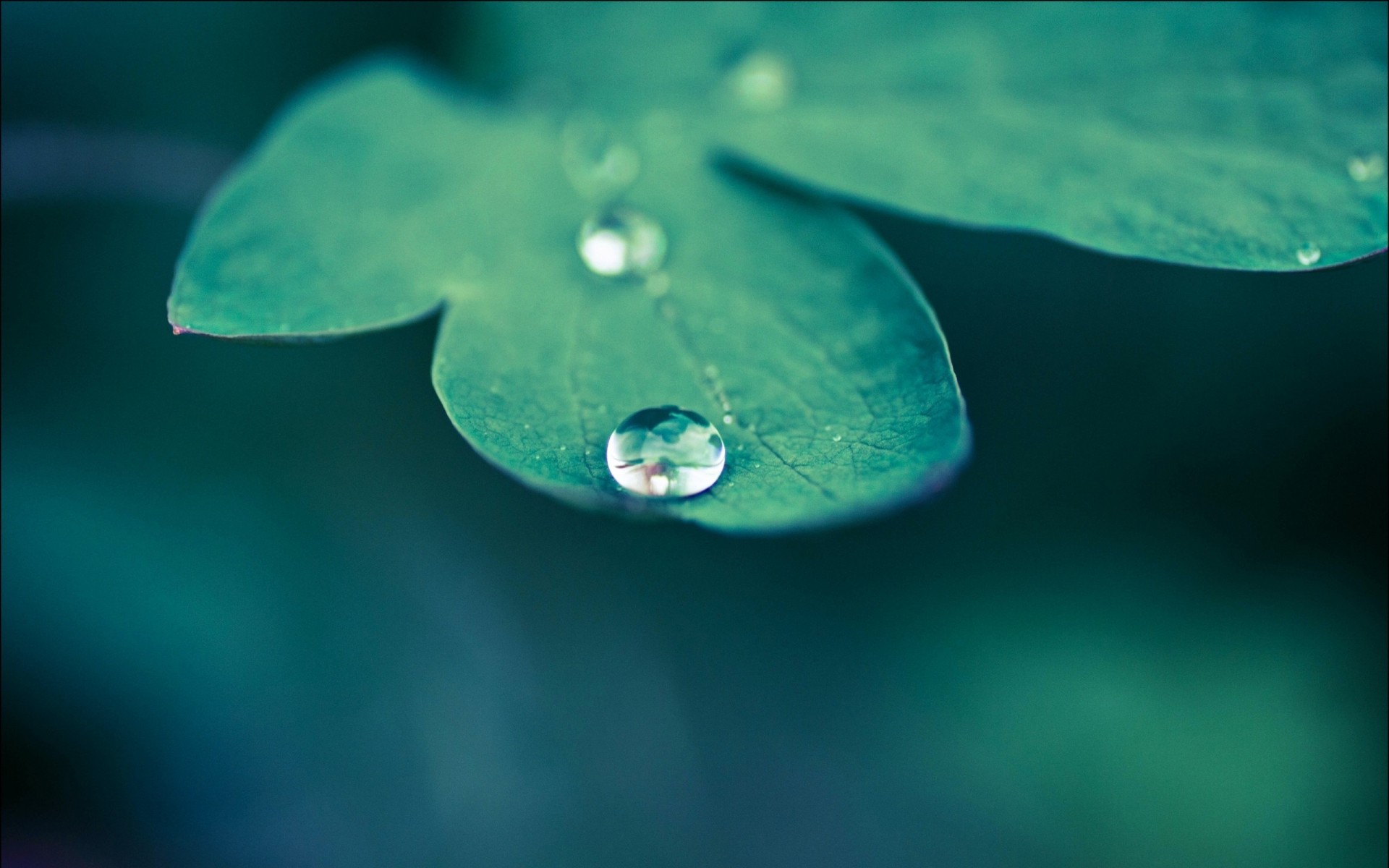 Beautiful Drop Water On Leaves Macro Wallpaper High - Beautiful Wallpapers High Resolution - HD Wallpaper 