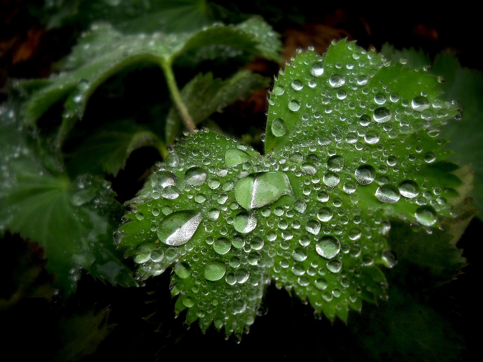 Wallpaper - HD Wallpaper 