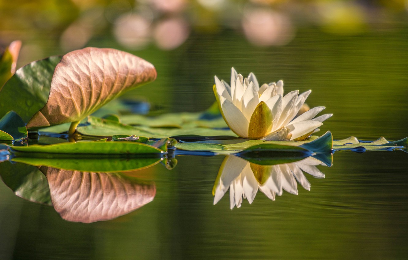 Photo Wallpaper Flower, Leaves, Water, Nature, Lake, - Sacred Lotus - HD Wallpaper 