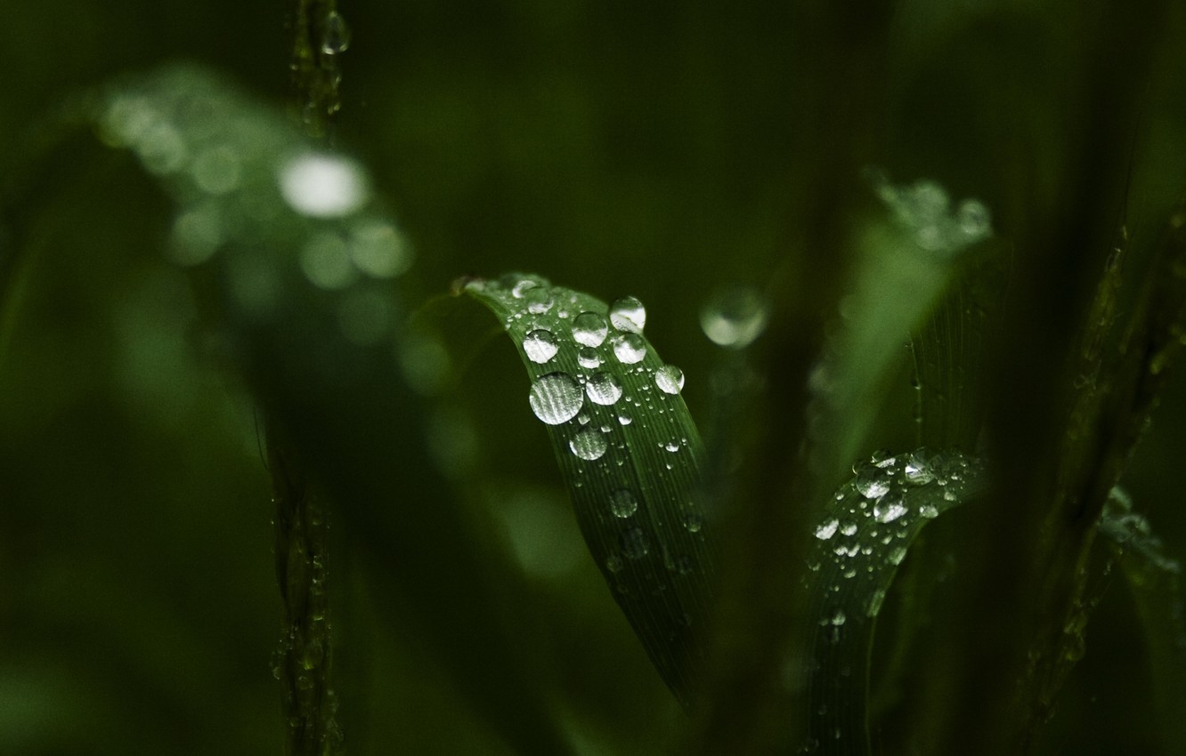 Photo Wallpaper Greens, Leaves, Water, Drops, Macro, - Wallpaper - HD Wallpaper 