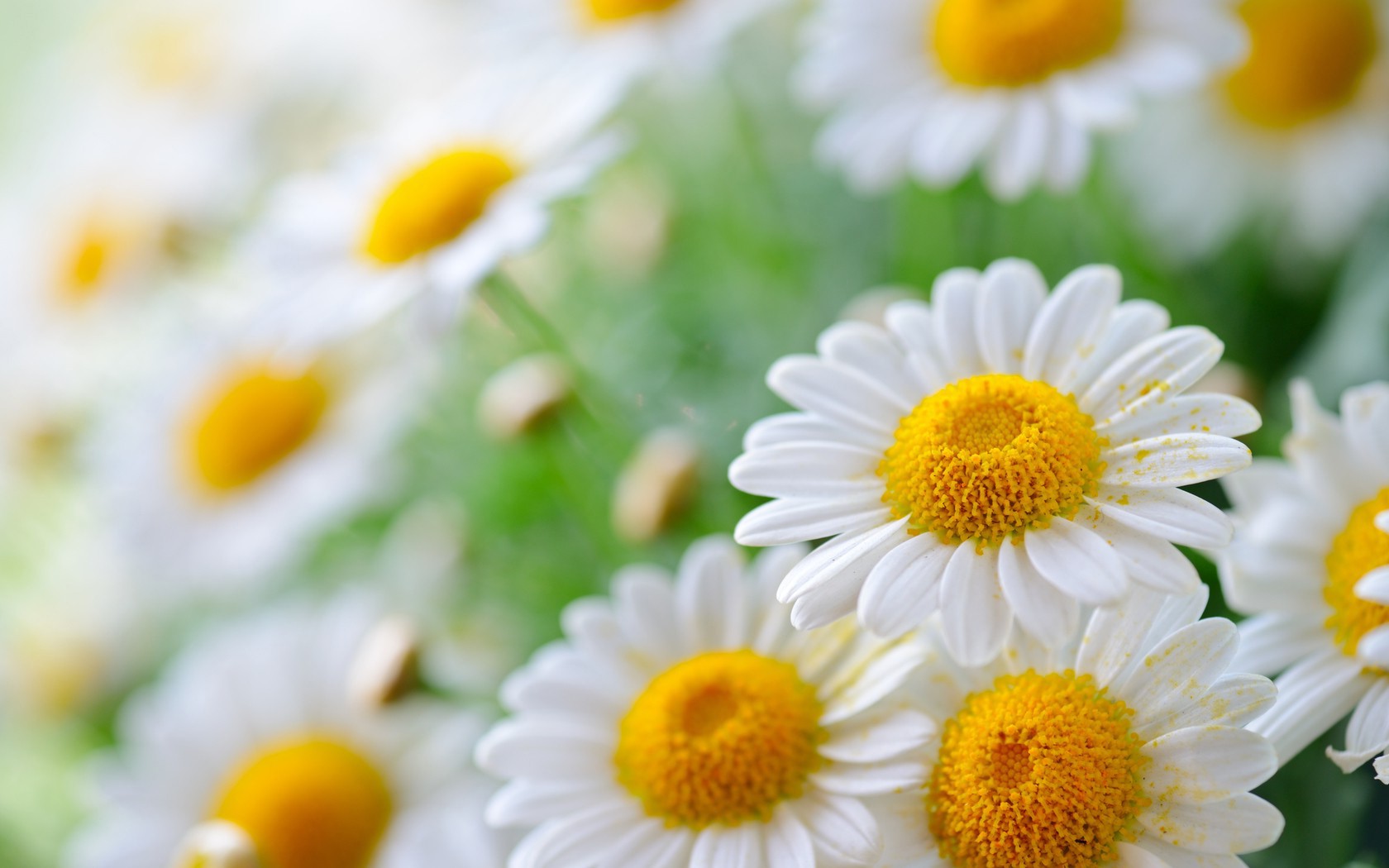 Cool Nature Wallpapers Group - Hd Daisies - HD Wallpaper 