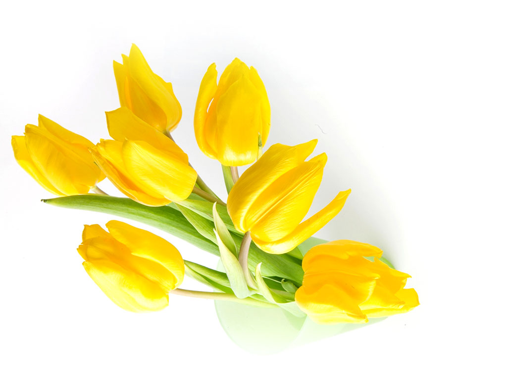 Free Hd Desktop Wallpaper Download Colorful - Yellow Tulips Flowers - HD Wallpaper 