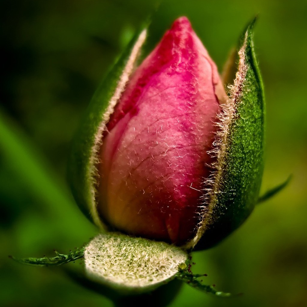 Start A New Life Is Flower - HD Wallpaper 