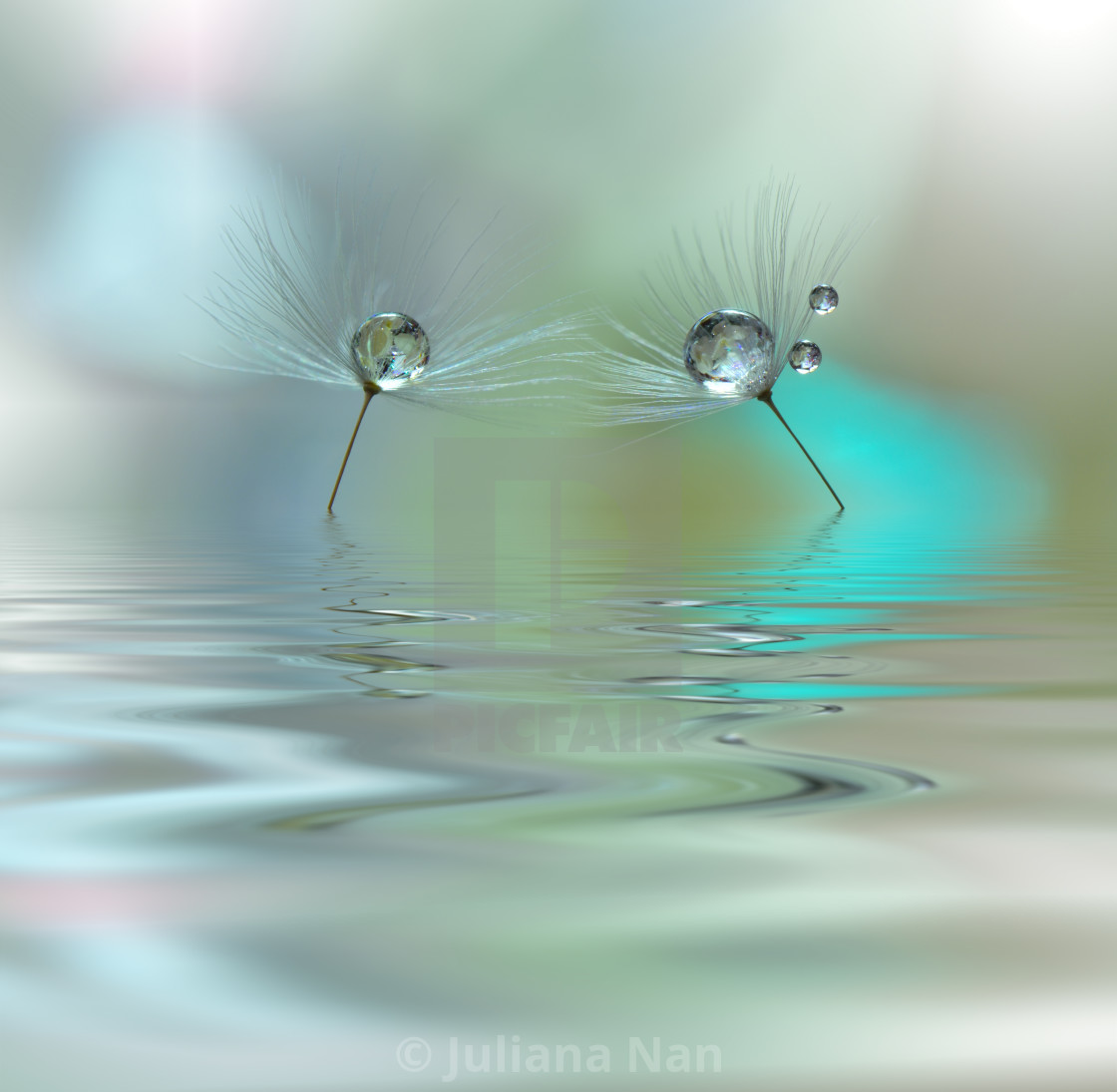 Abstract Macro Photo With Water Drops - Beautiful Water Drop On Flowers - HD Wallpaper 